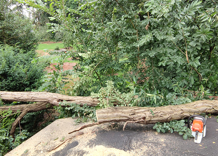Abattage arbre Beersel